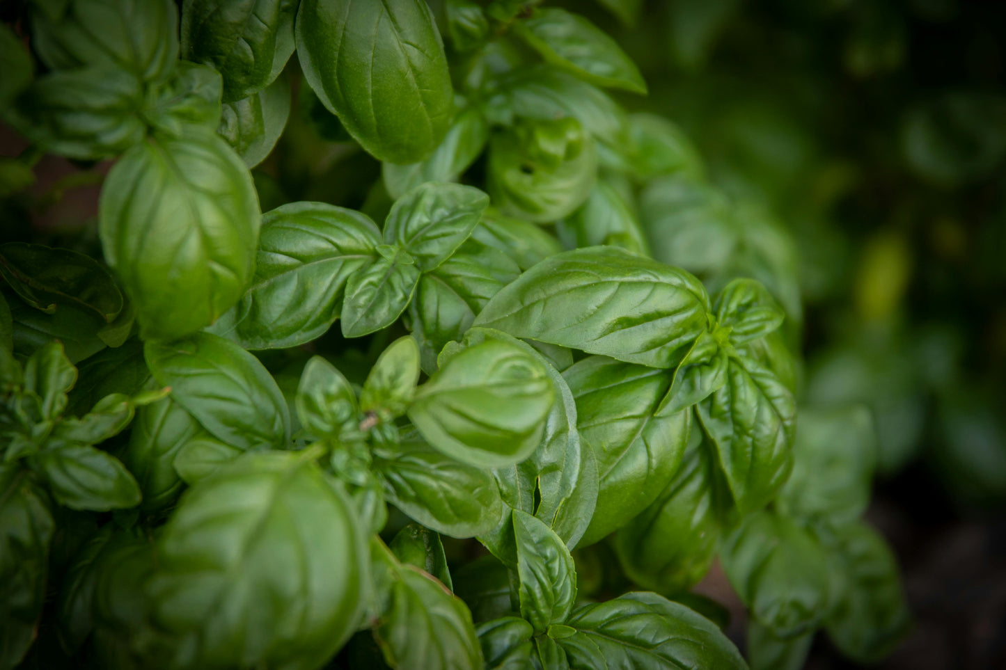 Sweet & Salty Basil Lime Drink Rimmer. 28 oz